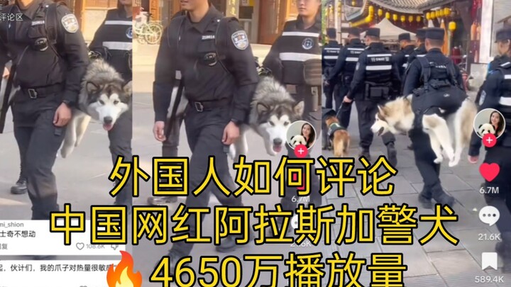 Anjing polisi Alaska milik seleb TikTok Tiongkok viral, meraih 46,5 juta kali tayang