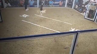 sweater Boston fastest kill