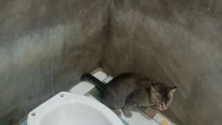 pagka bot an sa amoa cat😍😍