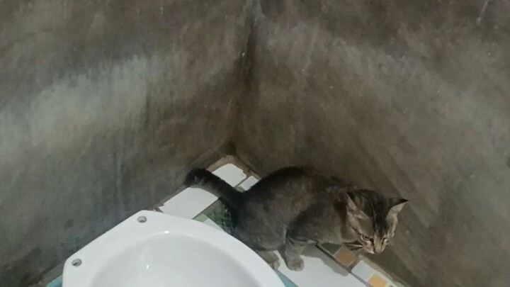 pagka bot an sa amoa cat😍😍