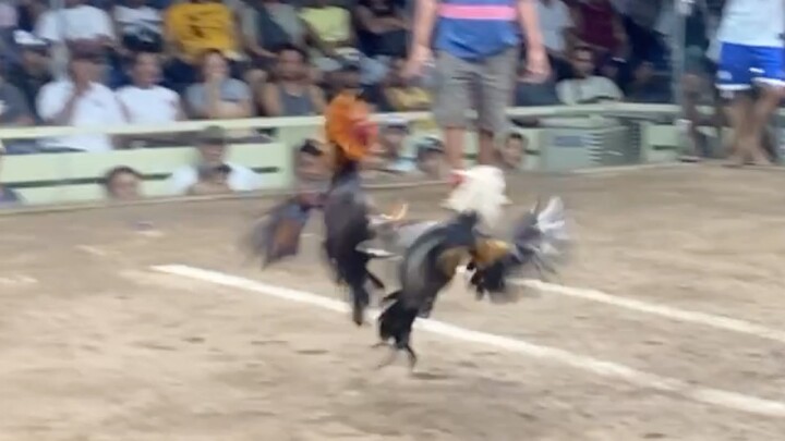 Red Vs Talisay, LUCENA VS LUMBAN 44k PARADA #SABONG