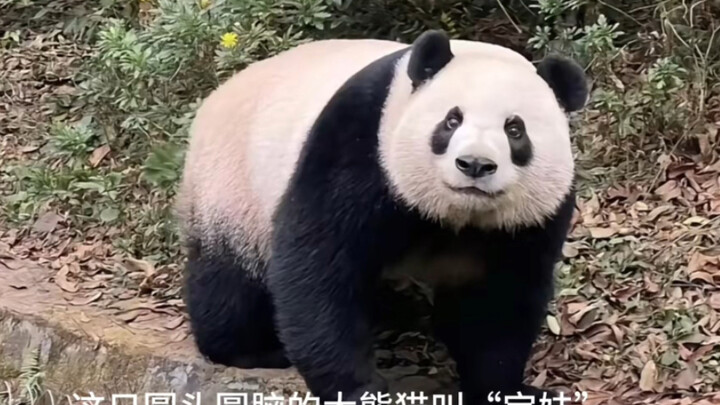 "Huahua’s" new neighbor, "Bao Mei," is also an incredibly cute little treasure bear!