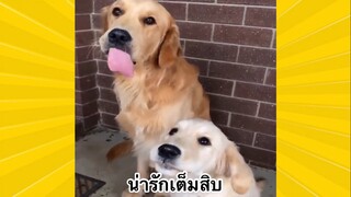 เพื่อนขนปุย : น่ารักเต็มสิบ