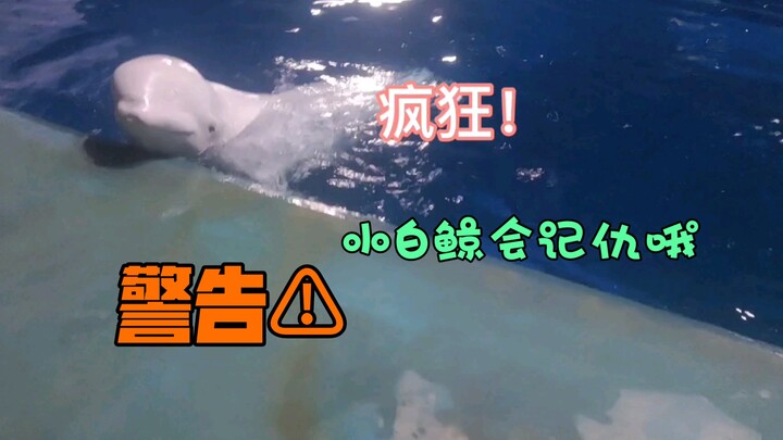 (تحذير غاضب!) الحوت الأبيض الصغير غاضب لأن عامل التغذية ذهب يطعم حيتانًا بيضاء أخرى!