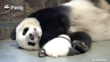 大熊猫成大 女鹅 给麻麻当下枕头