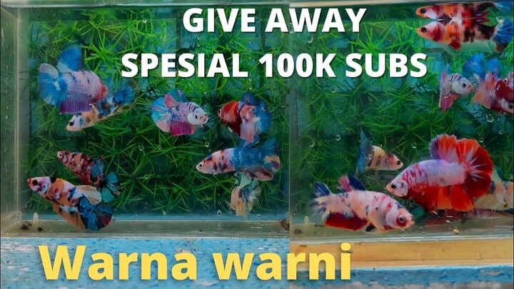 GiveAway ikan ajib spesial 100k Subscriber🙏🏻 Alhamdulillah ya Allah,terimakasih teman-teman🙏🏻🙏🏻🙏🏻