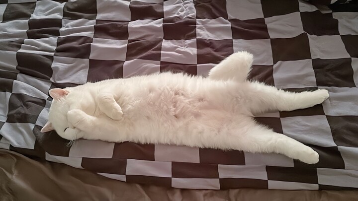 I raised it for more than a year and then I realized that it was not happy. I felt so sad!