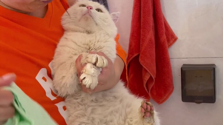 My cat ran outside, but my mom quickly caught it and brought it back...