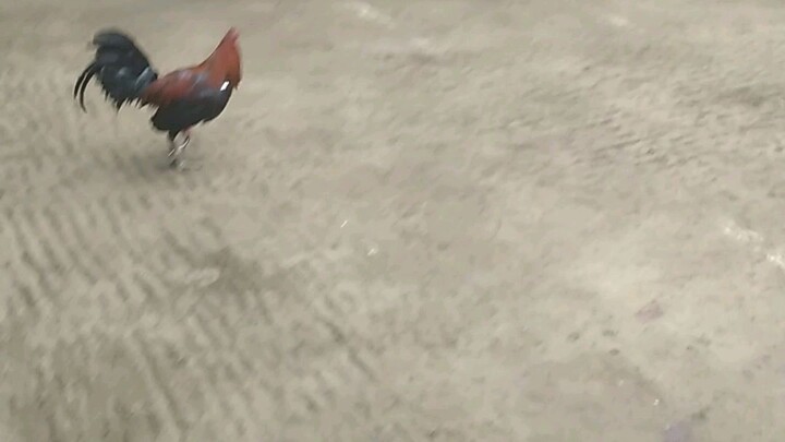 naglabn kame Texas mga ka bantam win