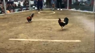 second fight 2 hits