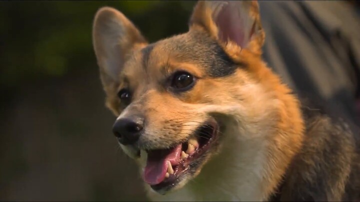 نظرية سبونجبوب السوداء 9 - مقدمة