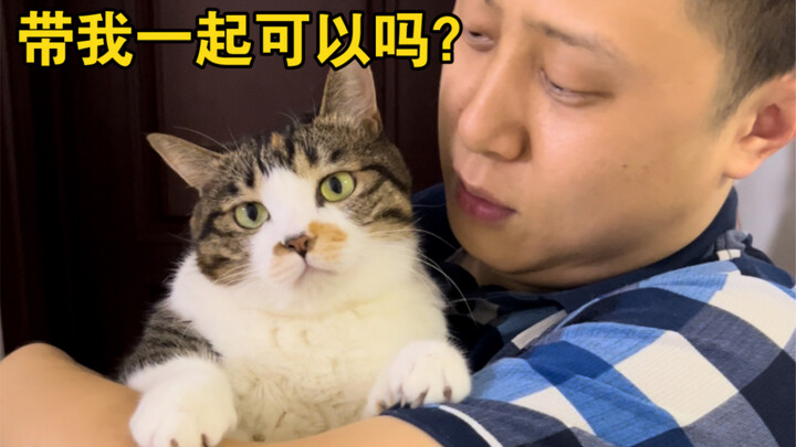 Ayah Kucing akan pergi ke Afrika untuk tugas dinas, dan Piggy enggak rela berpisah—terus-terusan men