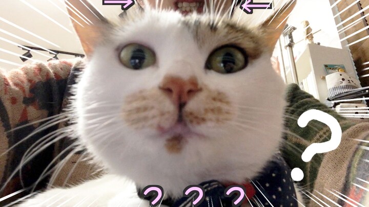 เมื่อแมวรู้ว่าจะต้องอาบน้ำ...มันจะมีปฏิกิริยาอย่างไร???