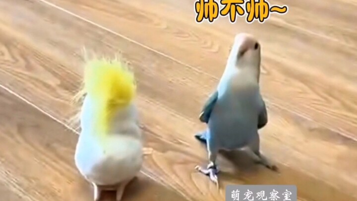 “Kehidupan sehari-hari lucu si burung beo, apakah si kecil ini memang selalu penuh aksi seperti ini?