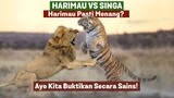 Singa VS Harimau - Harimau Pasti Menang? Ayo Kita Buktikan Secara Sains!