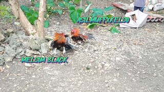 MELSIM BLACK COCK VS ASILMUFFXKELSO  BULLSTAG   SPAR!!