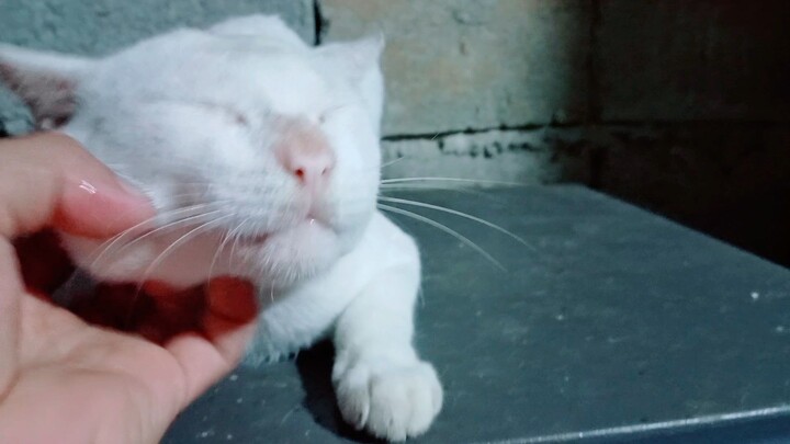 thomas