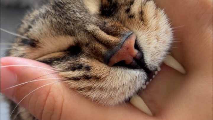 Tanda anti-pemalsuan yang menggigit