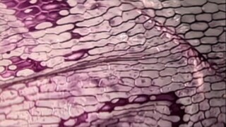 ได้ยินมาว่า Huawei Mate 60 Pro ถ่ายภาพผนังเซลล์ของหัวหอมได้เหรอ?