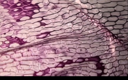سمعت أن هواوي ميت 60 برو يستطيع تصوير جدران خلايا البصل؟