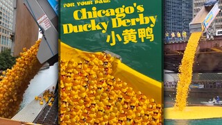 来看今年的小黄鸭慈善竞赛，75000只鸭子被倒入了芝加哥河