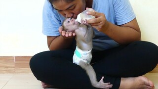 Super Sweet Baby Monkey Kissing! Mom Give Kissing Tiny baby Maki While Eat drink milk So Lovely