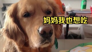 【宴宁】包包怎么还护食呢？！财财：我也想吃！
