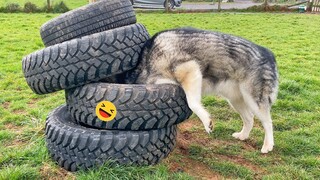 Best Funniest Animals Videos 😅 - Funny Dogs And Cats Videos 2023😇 #6