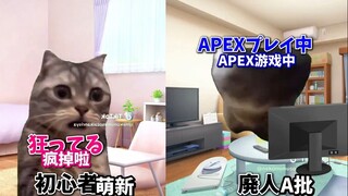 [Ready Meat] มือใหม่และทีม A คุณ | Apex | มีมแมว