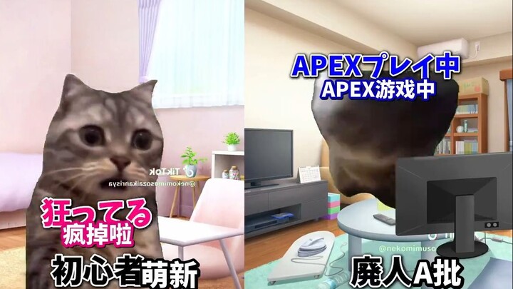 [Ready Meat] A Newbie and an A-Team You | Apex | Cat Meme