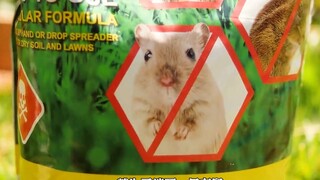 就为了消灭一只老鼠，他竟然买了2颗榴弹