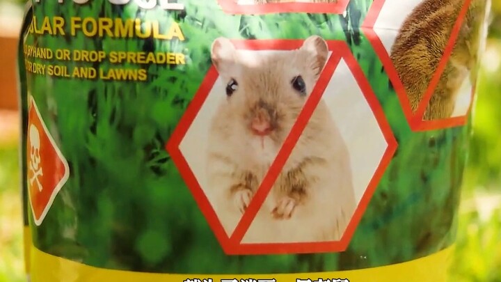 He actually bought two grenades just to get rid of a mouse!