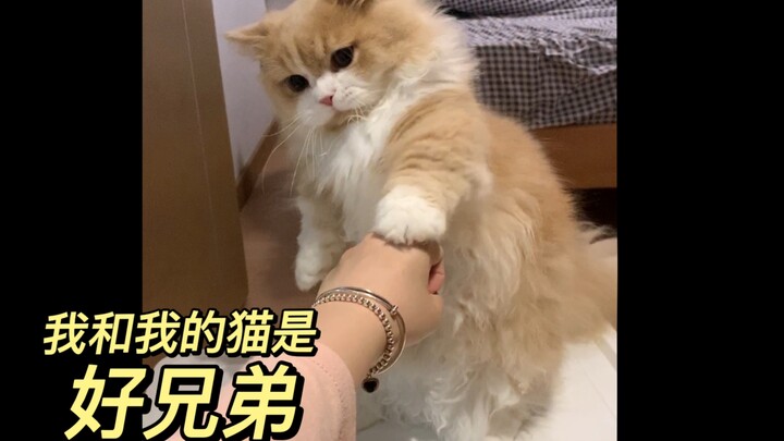 โอ้พระเจ้า น้องแมวที่ต่อยหมัดได้ น่ารักสุดๆ ไปเลย!!