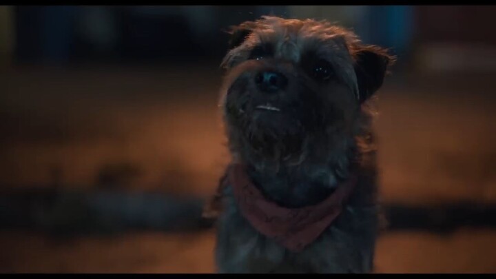 Strays _ watch full movie : Link In Description