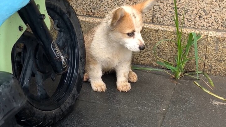 Menemukan seekor bayi anjing k9, sepertinya tersesat.