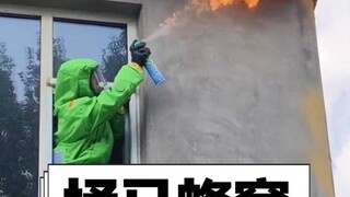 Bagaimana cara menyerang sarang tawon dengan aman?