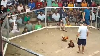 December 25 pag apat at last na laban🐓