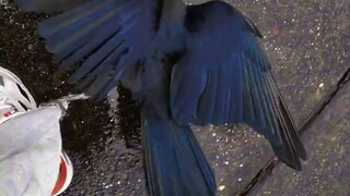 *san air hujan yang membasahi bulu hitam burung gagak bagaikan bintang di langit