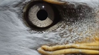 هل هناك سرٌّ وراء رمش الطيور؟ جميعها لها أغشيةٌ رافشة، لكنها تختلف كثيرًا عن القطط والكلاب!