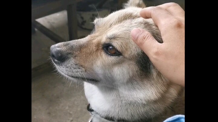 ลูบหมาแบบขอไปที ความผันผวนอารมณ์ของหมาเห็นได้ชัดด้วยตาเปล่า