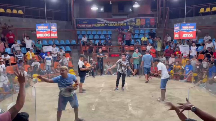 MBC 2026 semi-final third fight win (unscathed) using Bulik crossed.