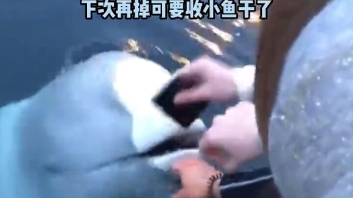 While gazing at the sea, the girl accidentally dropped her phone. A kind beluga whale swooped in to 