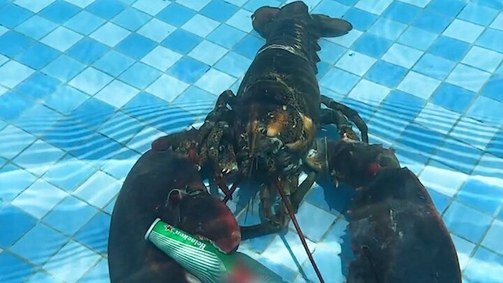 ฉันเจอมังกรตัวใหญ่เมาๆ เลยส่งมันไปที่ครัวเพื่อช่วยมัน