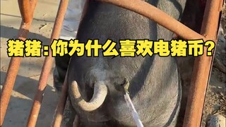 猪猪:你为什么喜欢电猪币？