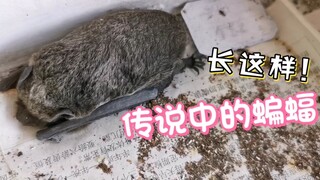 近距离看活的蝙蝠，把它抓起来！好可爱～