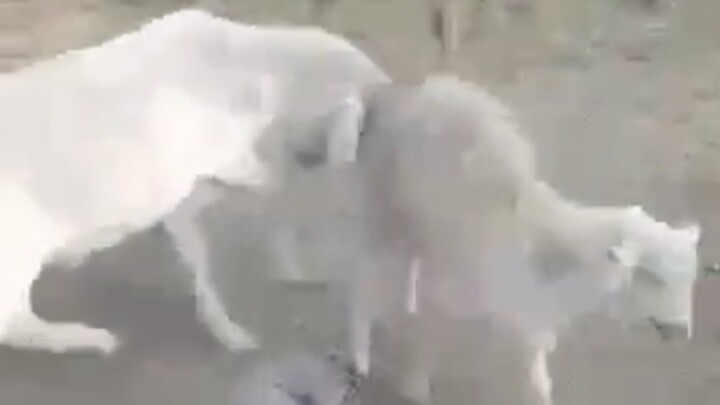 What should I do if Little Sheep’s lychee is stuck?