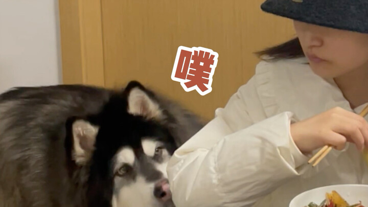 Time to grab an air purifier 🙃 #Alaska #Dogs’ Thoughts Are Written All Over Their Faces