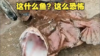 What kind of fish is this? It's so scary