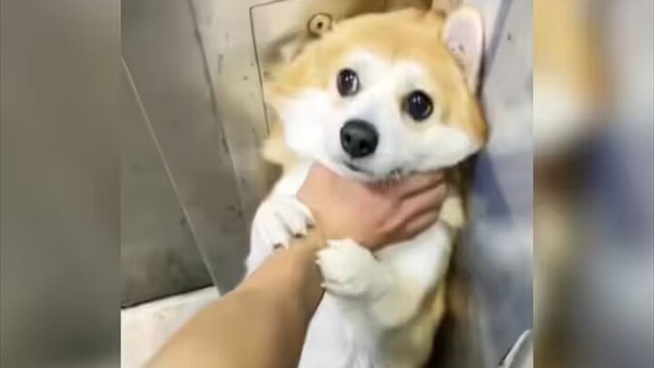 Dog: I advise you to be kind!