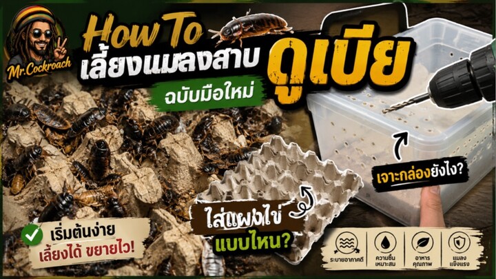 🪳 HOW TO เลี้ยงแมลงสาบดูเบีย ฉบับมือใหม่!